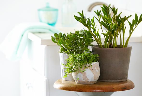 the-6-best-plants-for-your-bathroom-1-size-3